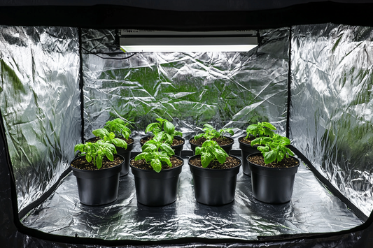 Eight-pot hydroponic starter kit in a 2×4 grow tent with reflective mylar walls and an even canopy of leafy green plants under a full-spectrum LED.