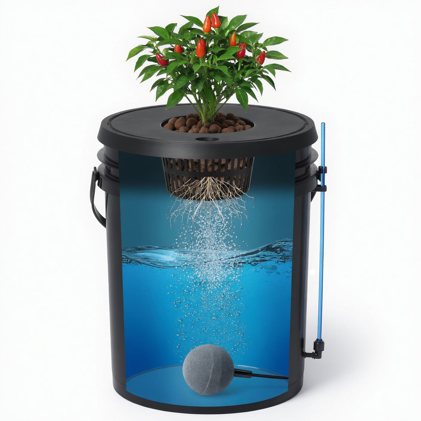 Cutaway view of 5 gallon DWC hydroponic bucket showing water, air bubbles, air stone, and plant roots