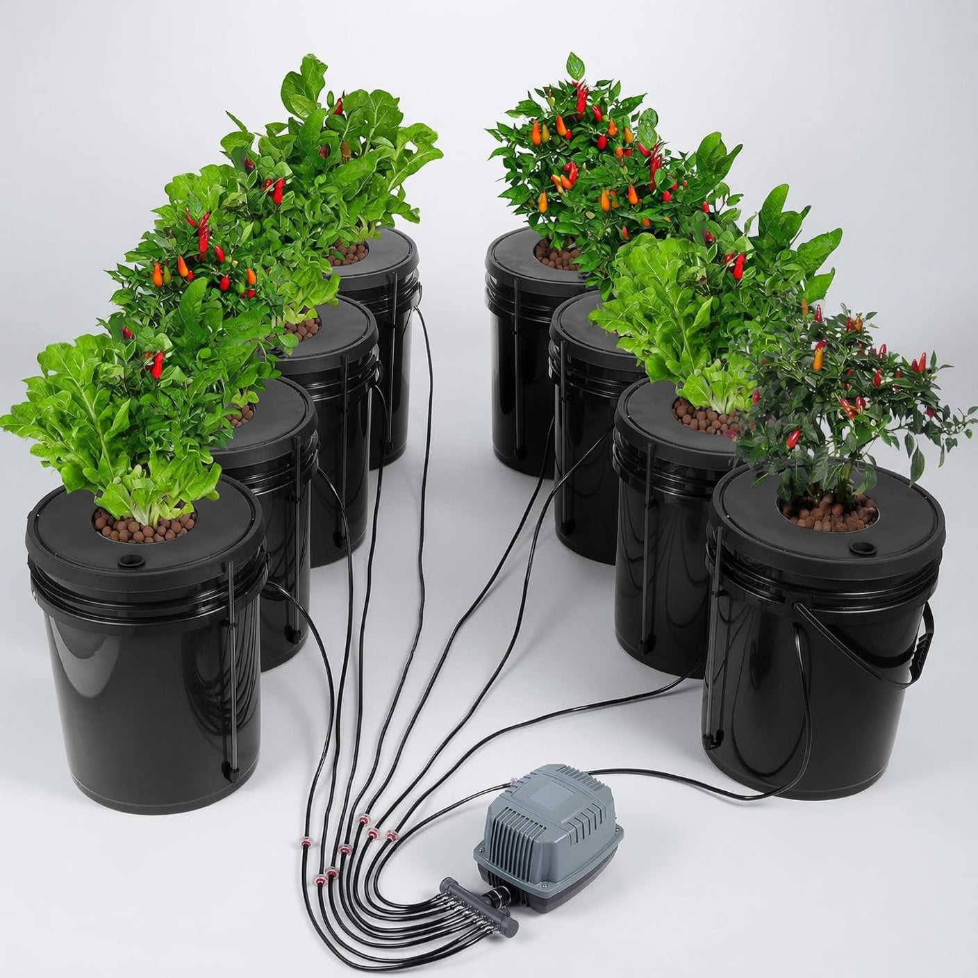 Complete 8 bucket DWC hydroponic system with healthy chili pepper and leafy green plants connected to air pump