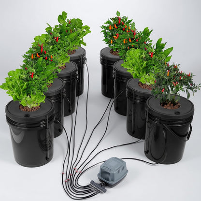 Complete 8 bucket DWC hydroponic system with healthy chili pepper and leafy green plants connected to air pump